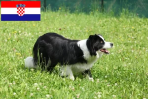 Read more about the article Criadores de Border Collie e cachorros na Croácia