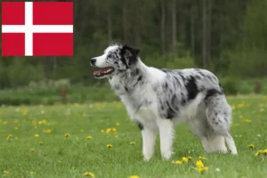 Read more about the article Criadores de Border Collie e cachorros na Dinamarca