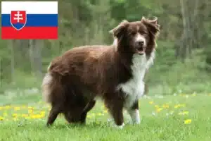 Read more about the article Criadores de Border Collie e cachorros na Eslováquia