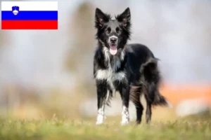 Read more about the article Criadores de Border Collie e cachorros na Eslovénia