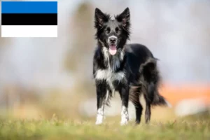 Read more about the article Criadores de Border Collie e cachorros na Estónia