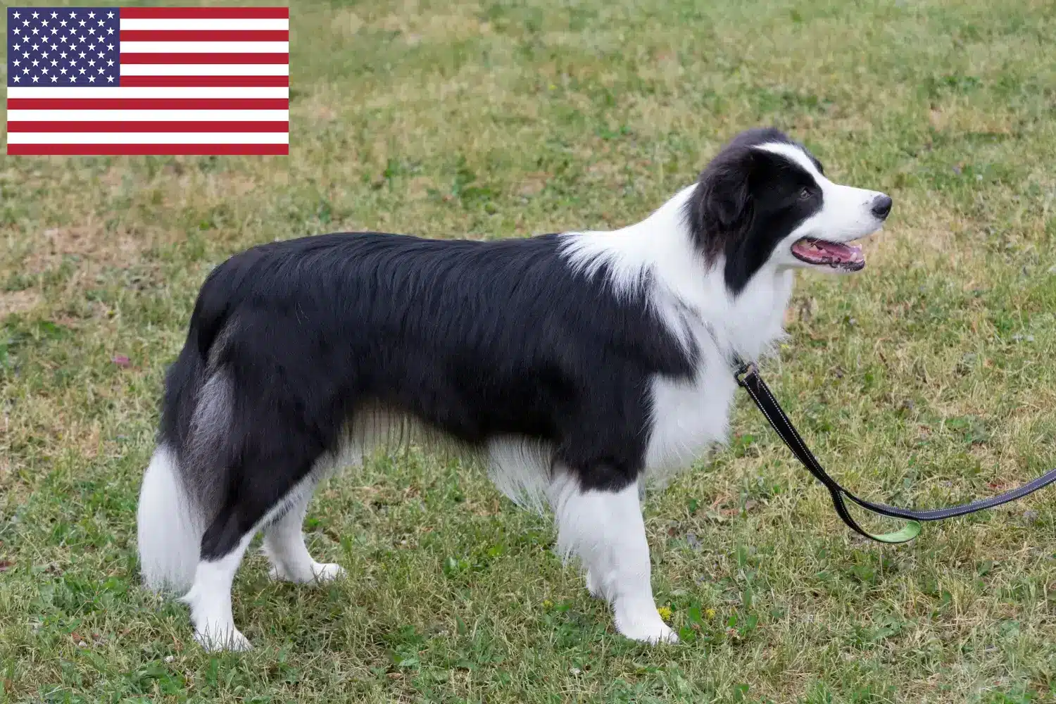 Read more about the article Criadores de Border Collie e cachorros nos EUA