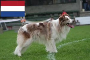 Read more about the article Criadores de Border Collie e cachorros nos Países Baixos