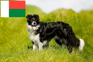 Read more about the article Criadores de Border Collie e cachorros em Madagáscar