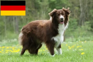 Read more about the article Criadores de Border Collie e cachorros na Alemanha