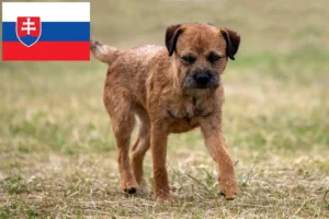 Read more about the article Criadores de Border Terrier e cachorros na Eslováquia