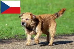 Read more about the article Criadores de Border Terrier e cachorros na República Checa