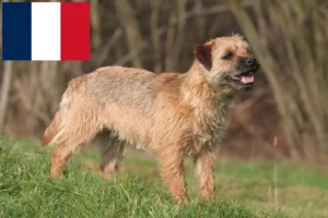 Read more about the article Criadores de Border Terrier e cachorros em França