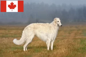 Read more about the article Criadores de Borzoi e cachorros no Canadá