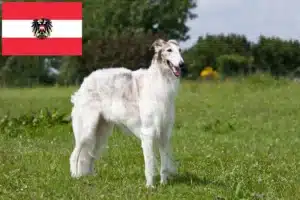 Read more about the article Criadores de Borzoi e cachorros na Áustria