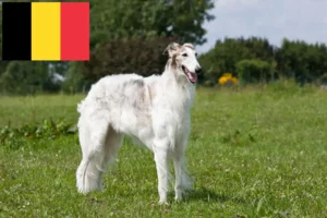 Read more about the article Criadores de Borzoi e cachorros na Bélgica