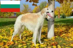 Read more about the article Criadores de Borzoi e cachorros na Bulgária