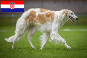 Read more about the article Criadores de Borzoi e cachorros na Croácia