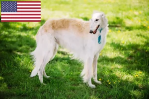 Read more about the article Criadores de Borzoi e cachorros nos EUA