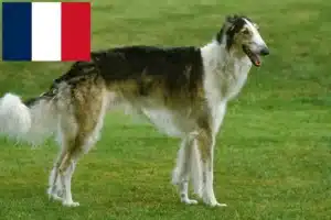 Read more about the article Criadores de Borzoi e cachorros em França