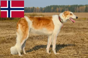 Read more about the article Criadores de Borzoi e cachorros na Noruega