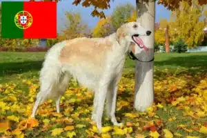 Read more about the article Criadores de Borzoi e cachorros em Portugal