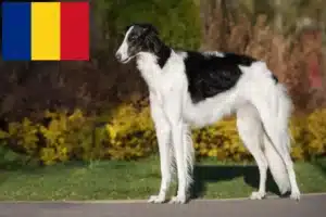 Read more about the article Criadores de Borzoi e cachorros na Roménia