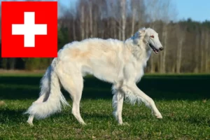 Read more about the article Criadores de Borzoi e cachorros na Suíça