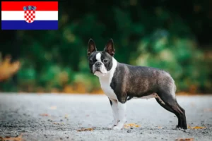 Read more about the article Criadores de Boston Terrier e cachorros na Croácia