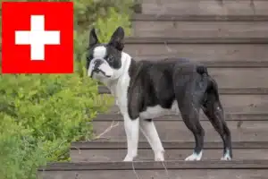 Read more about the article Boston Terrier criadores e cachorros na Suíça