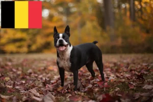 Read more about the article Boston Terrier criadores e cachorros na Bélgica