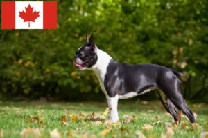 Read more about the article Boston Terrier criadores e cachorros no Canadá