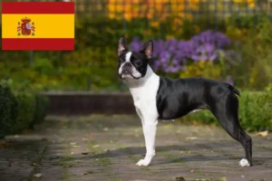 Read more about the article Boston Terrier criadores e cachorros em Espanha