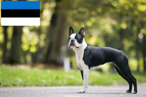 Read more about the article Criadores de Boston Terrier e cachorros na Estónia