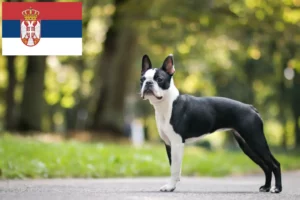 Read more about the article Criadores de Boston Terrier e cachorros na Sérvia