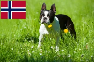 Read more about the article Criadores de Boston Terrier e cachorros na Noruega