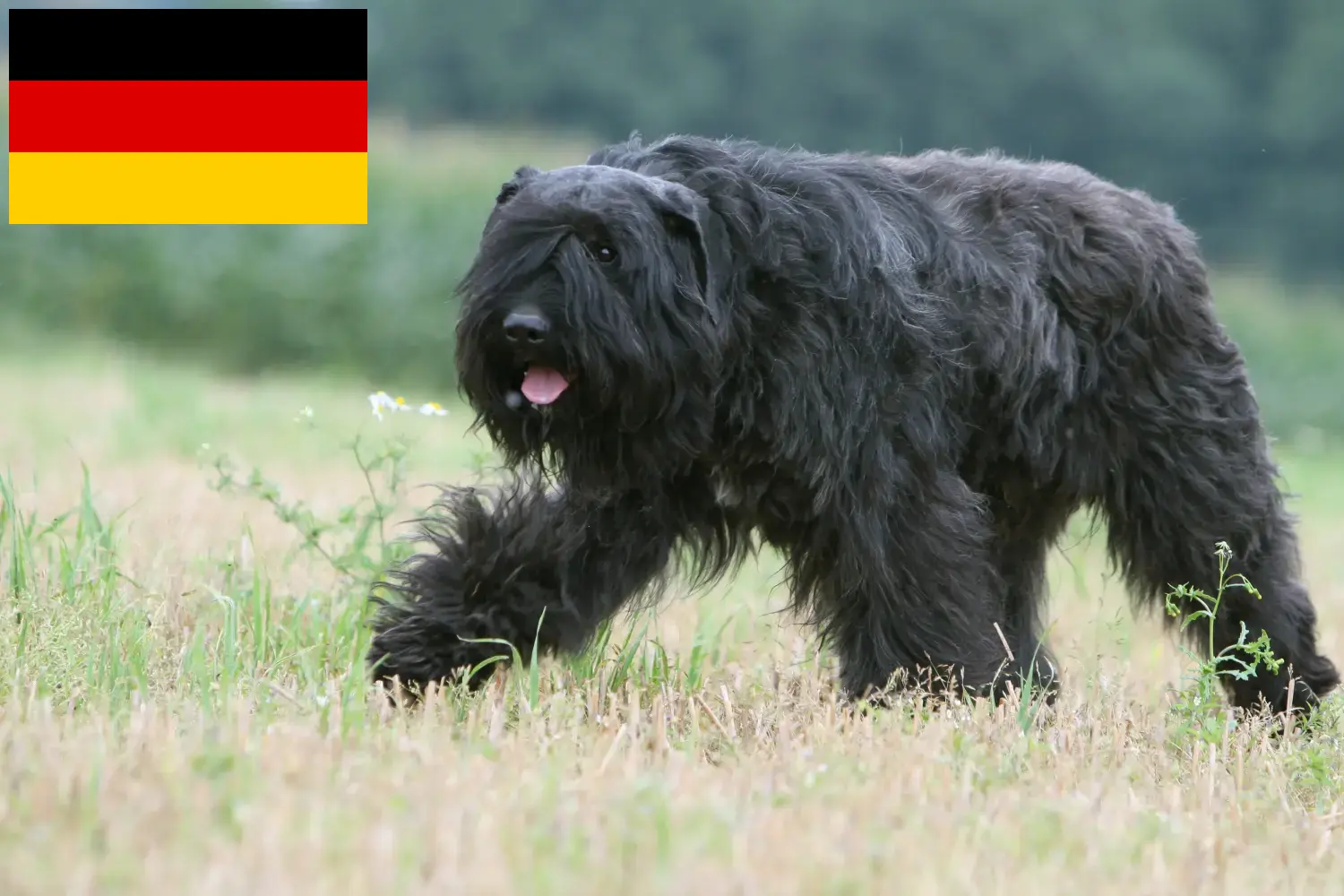 Read more about the article Criadores de Bouvier des Flandres e cachorros na Alemanha