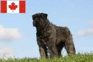 Read more about the article Criadores de Bouvier des Flandres e cachorros no Canadá