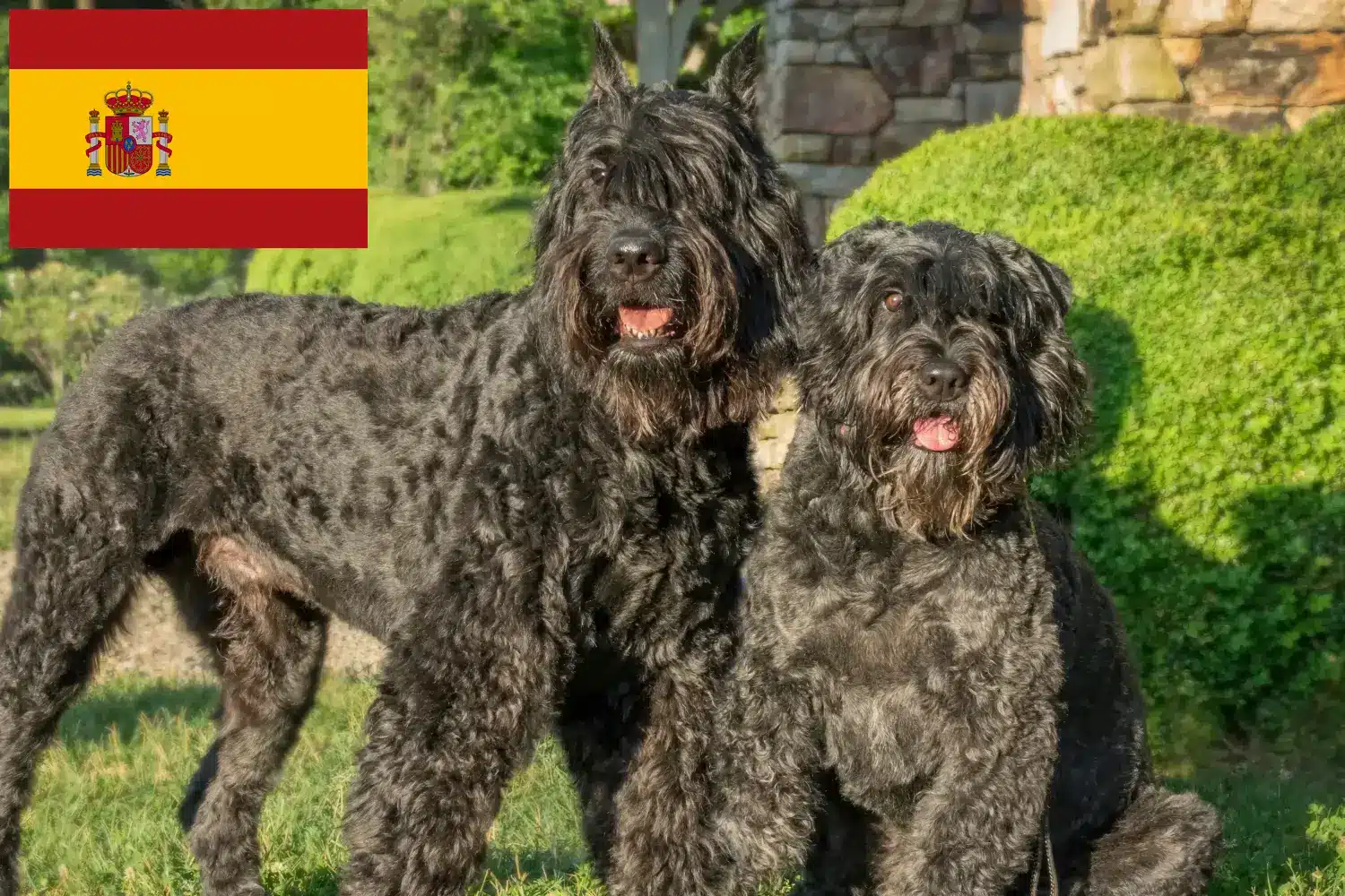 Read more about the article Criadores de Bouvier des Flandres e cachorros em Espanha