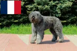 Read more about the article Criadores de Bouvier des Flandres e cachorros em França