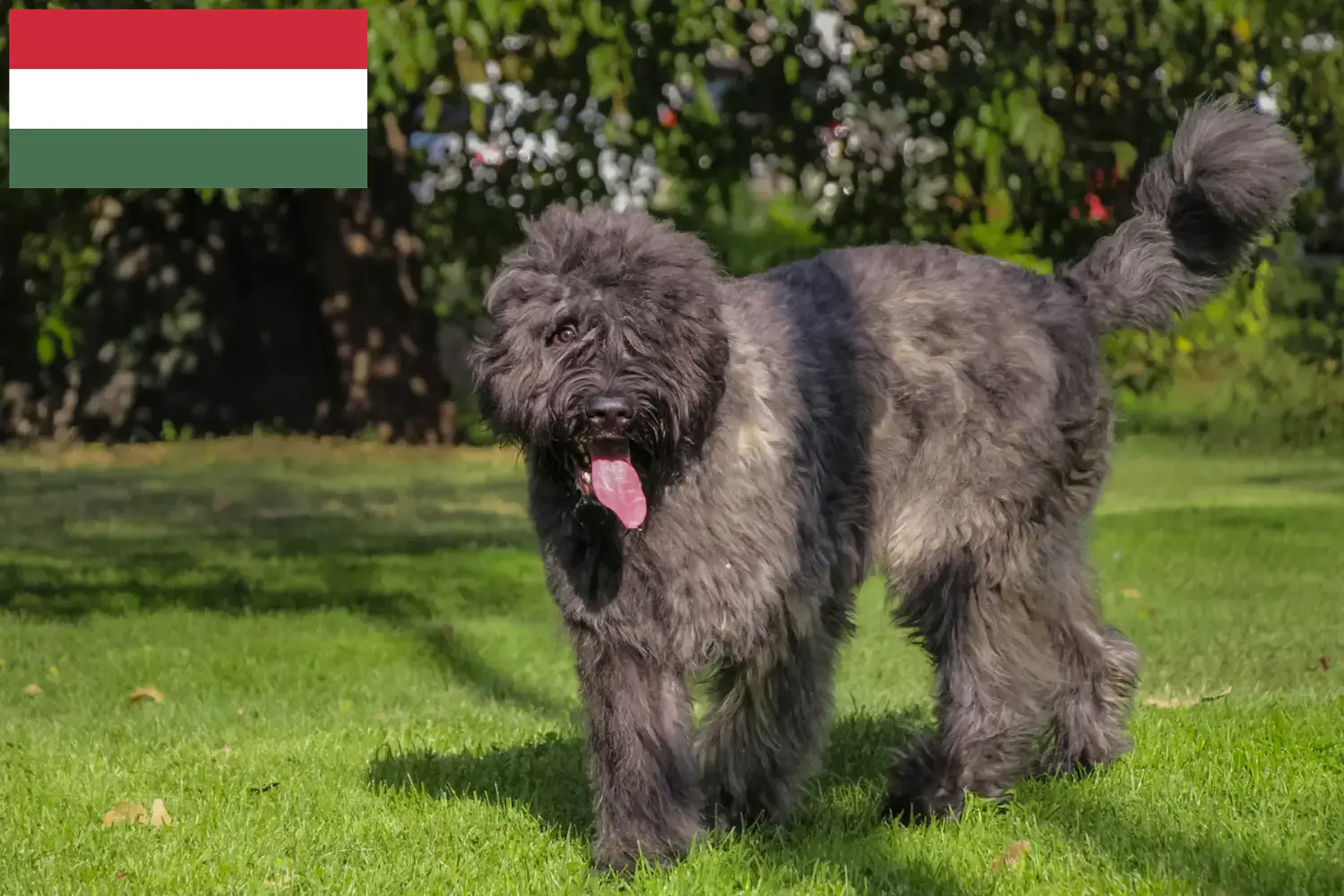 Read more about the article Criadores de Bouvier des Flandres e cachorros na Hungria