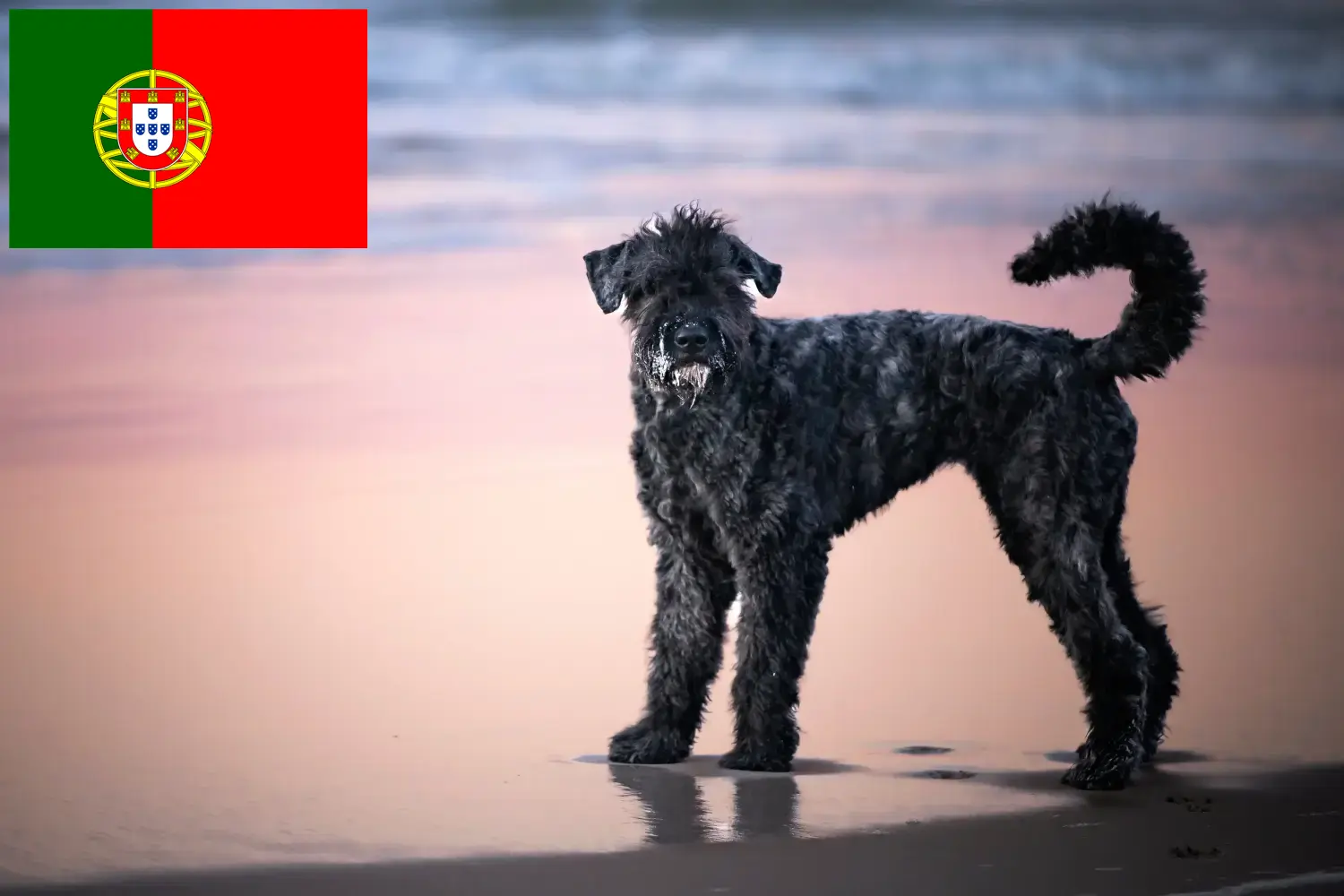 Read more about the article Criadores de Bouvier des Flandres e cachorros em Portugal