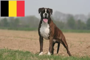 Read more about the article Criadores de boxer e cachorros na Bélgica