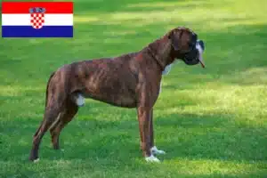 Read more about the article Criadores de boxer e cachorros na Croácia