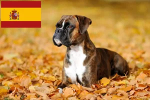 Read more about the article Criadores de Boxer e cachorros em Espanha