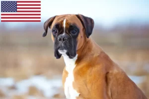 Read more about the article Criadores de Boxer e cachorros nos EUA