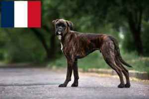 Read more about the article Criadores de boxer e cachorros em França