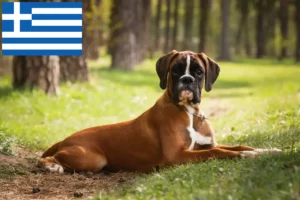 Read more about the article Criadores de Boxer e cachorros na Grécia