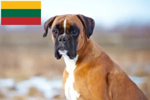 Read more about the article Criadores de boxers e cachorros na Lituânia