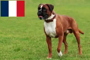 Read more about the article Criadores de boxer e cachorros na Reunião