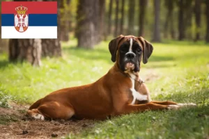 Read more about the article Criadores de Boxer e cachorros na Sérvia