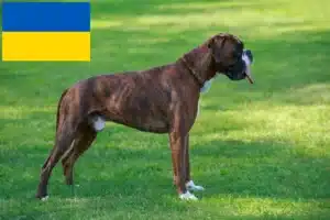 Read more about the article Criadores de boxer e cachorros na Ucrânia