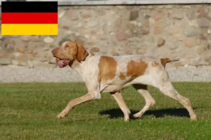 Read more about the article Bracco Italiano criadores e cachorros na Alemanha