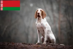 Read more about the article Criadores de Bracco Italiano e cachorros na Bielorrússia