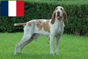 Read more about the article Bracco Italiano criadores e cachorros em França